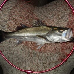 初‼夜バイブ!トレイシー　【20260416】